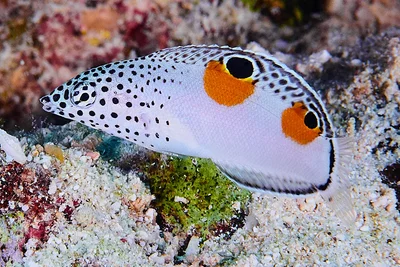 Clown Coris, young juvenile - Coris aygula
