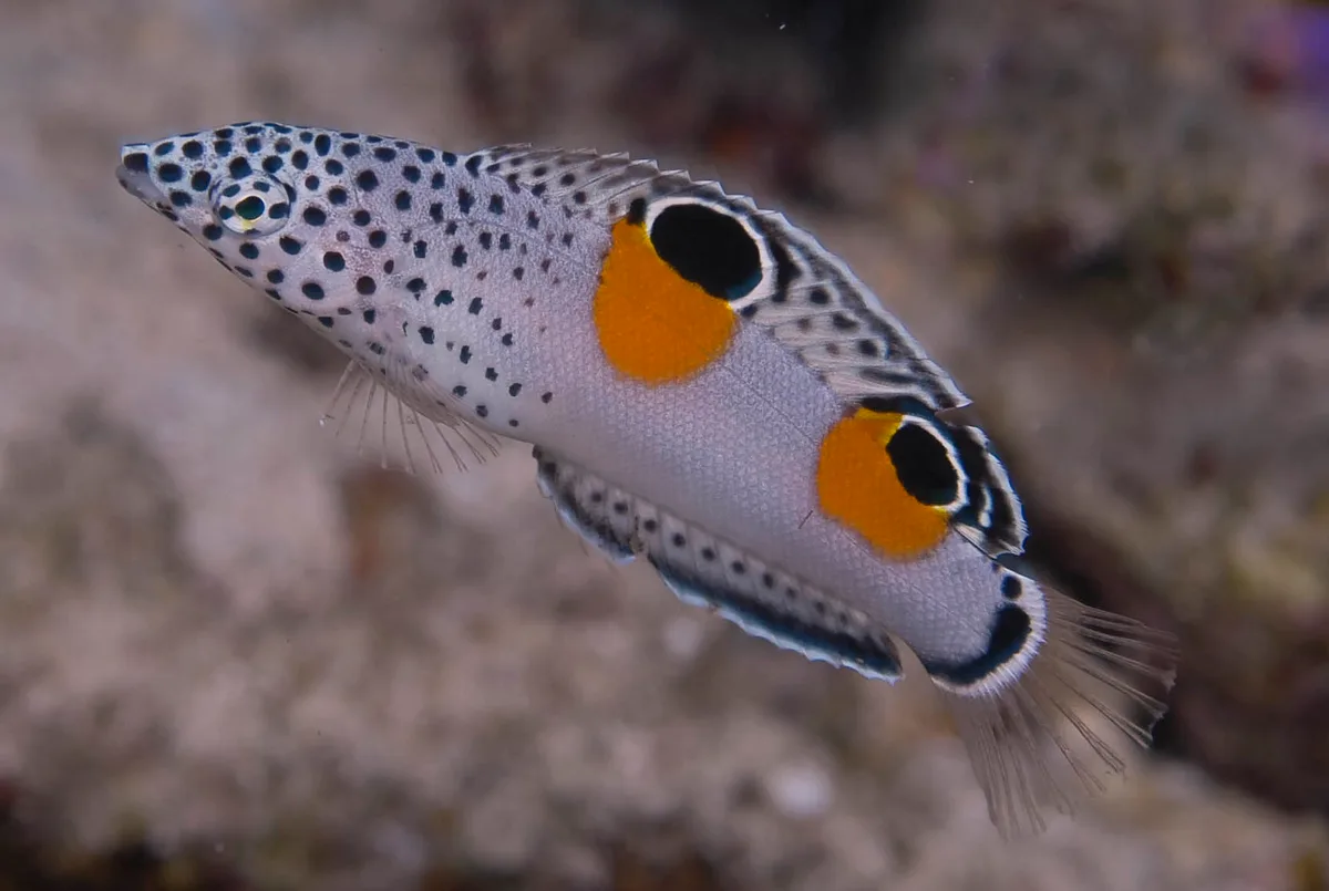 Juvenile Clown Sand Wrasse - Coris Aygula