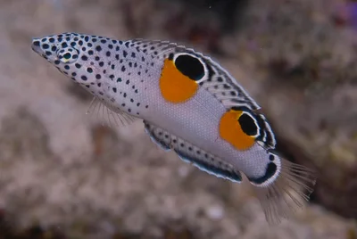 Juvenile Clown Sand Wrasse - Coris Aygula