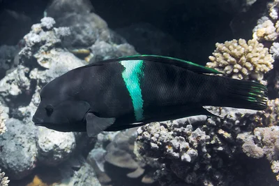 Coris aygula