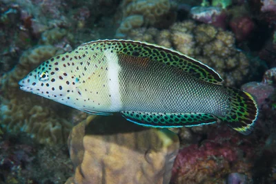 Clown Coris, early initial phase - Coris aygula