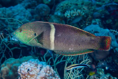 Clown Coris, terminal phase - Coris aygula