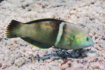 Clown Coris, terminal phase - Coris aygula