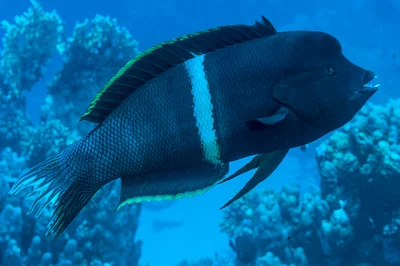Clown Coris, late terminal phase - Coris aygula