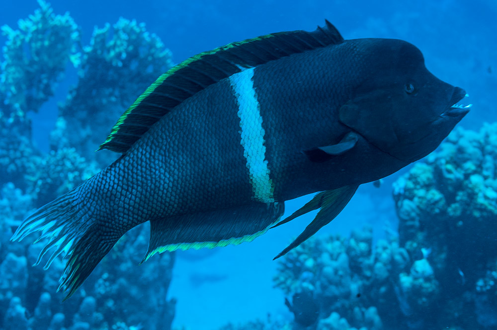 Clown Coris, late terminal phase - Coris aygula