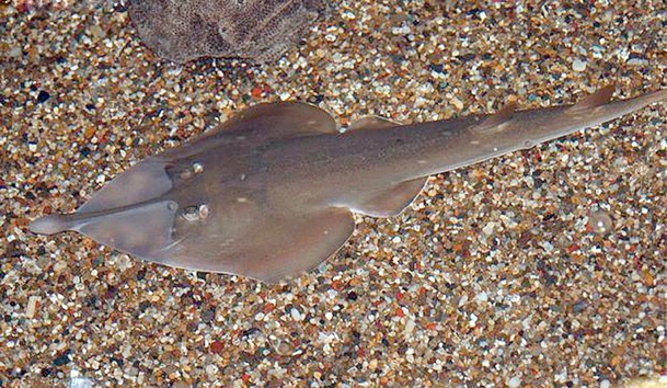 Clubnose Guitarfish