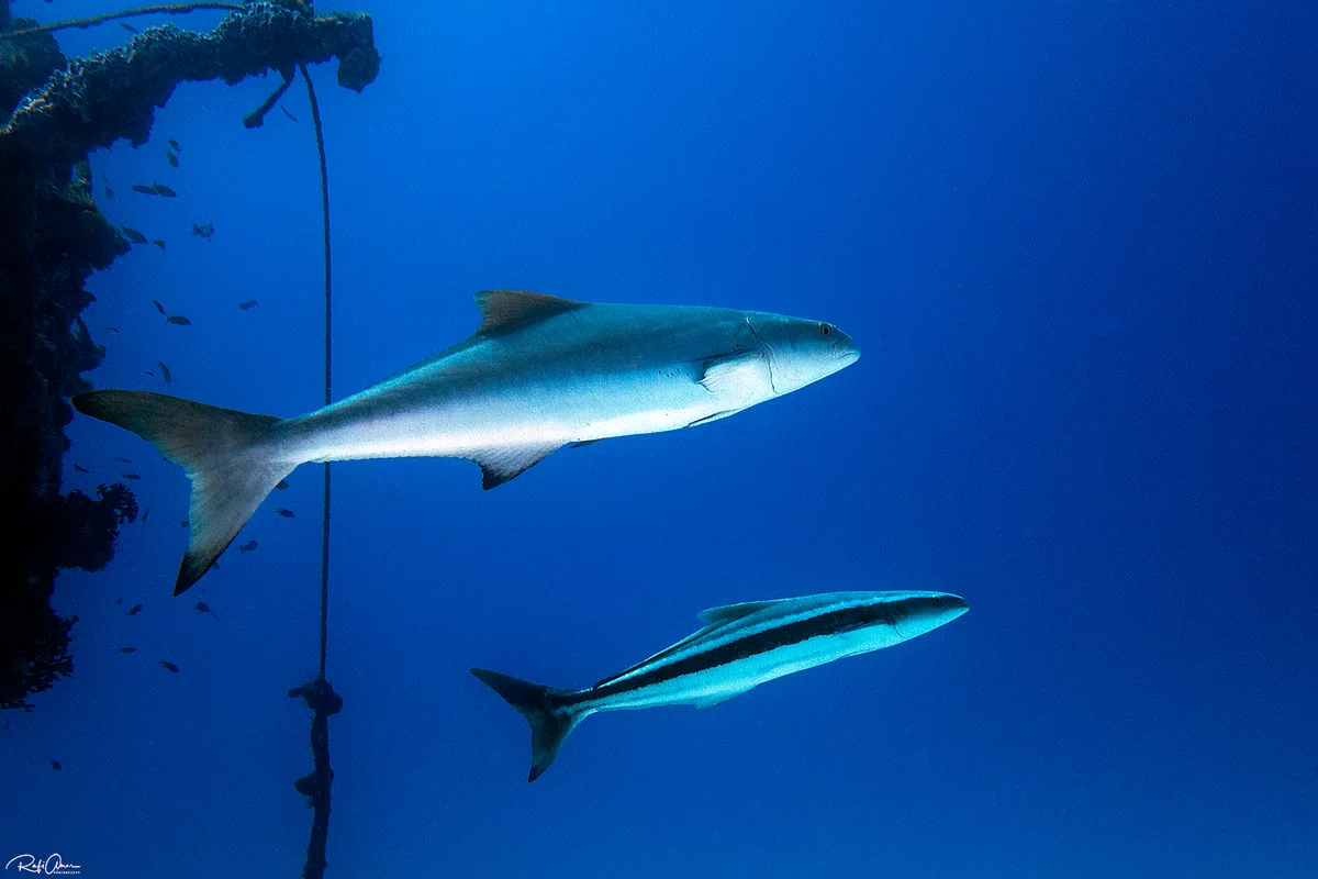 Cobia