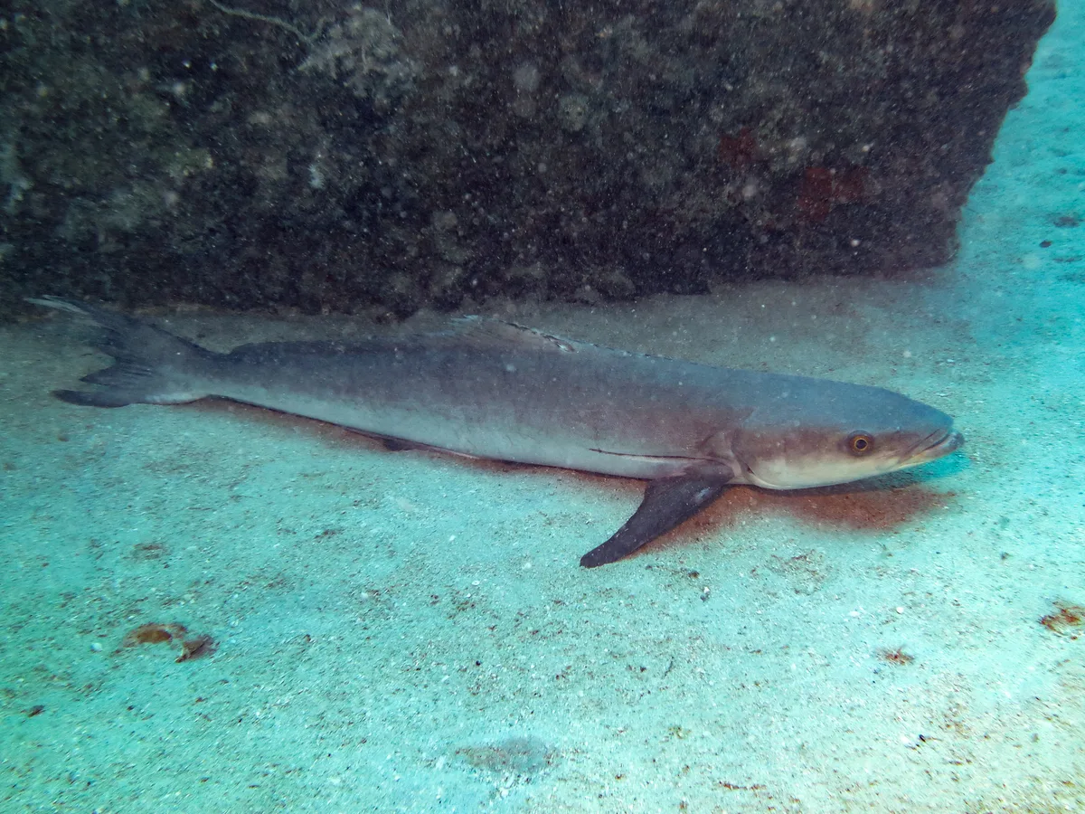 Rachycentron canadum - Cobia Hole, Lizard Island