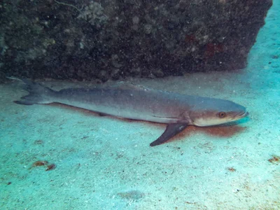 Rachycentron canadum - Cobia Hole, Lizard Island