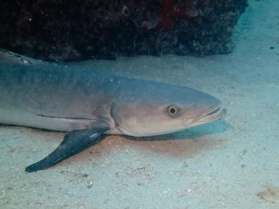 Rachycentron canadum - Cobia Hole, Lizard Island