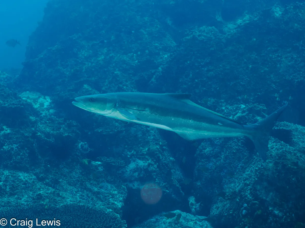 Rachycentron canadum - South Solitary Island, New South Wales, Australia