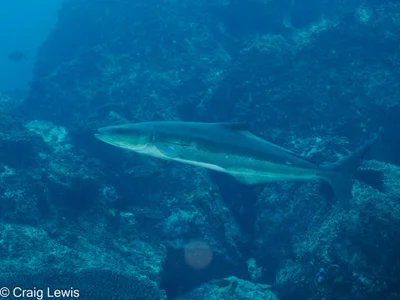 Rachycentron canadum - South Solitary Island, New South Wales, Australia