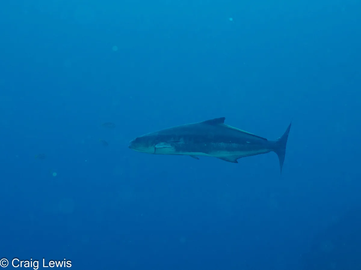 Rachycentron canadum - South Solitary Island, New South Wales, Australia