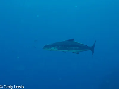 Rachycentron canadum - South Solitary Island, New South Wales, Australia
