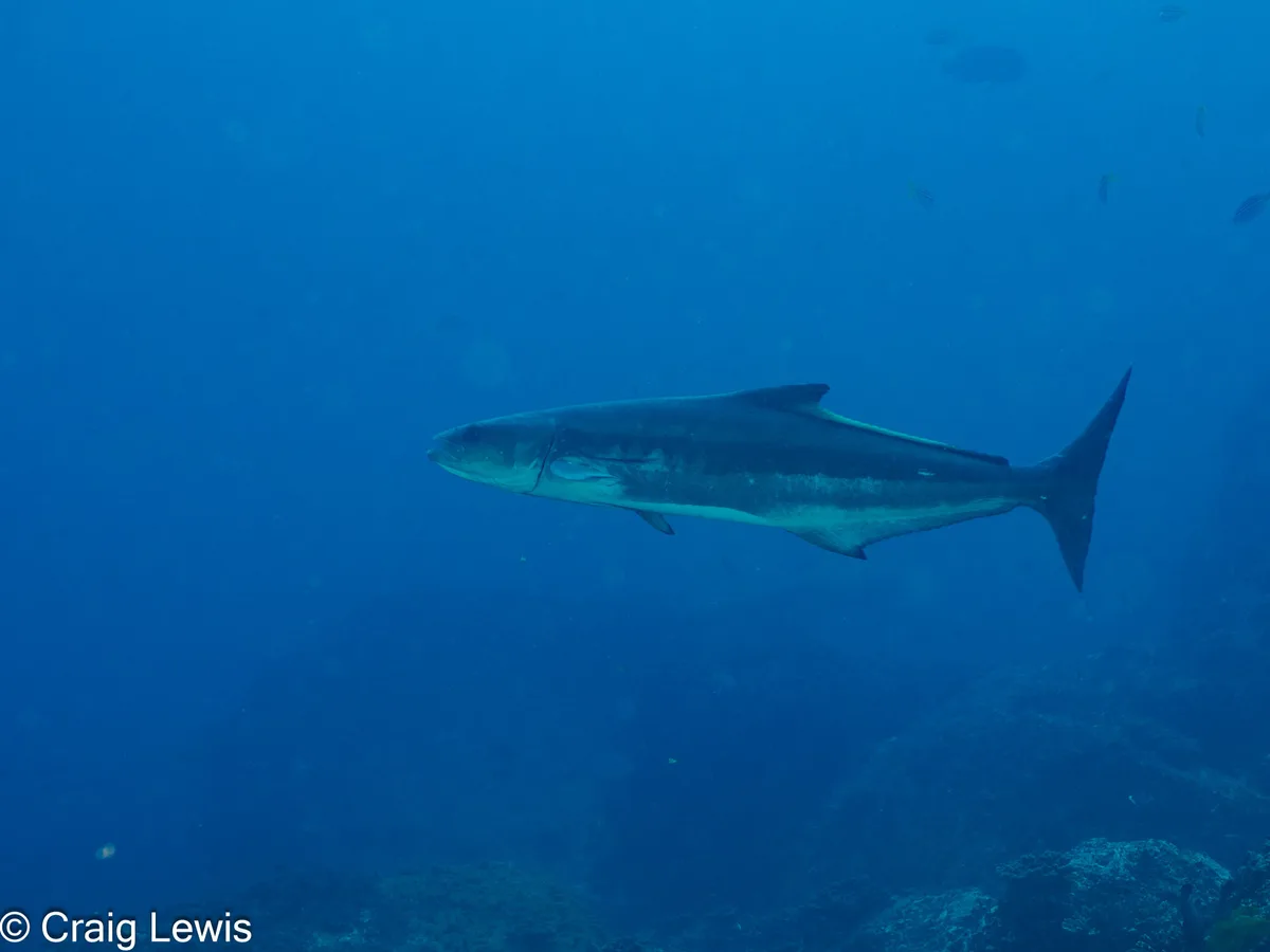 Rachycentron canadum - South Solitary Island, New South Wales, Australia