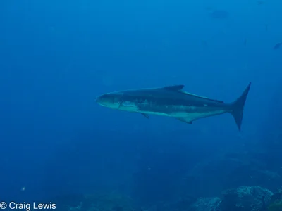 Rachycentron canadum - South Solitary Island, New South Wales, Australia