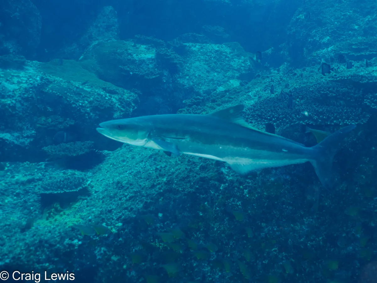 Rachycentron canadum - South Solitary Island, New South Wales, Australia