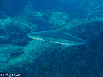 Rachycentron canadum - South Solitary Island, New South Wales, Australia