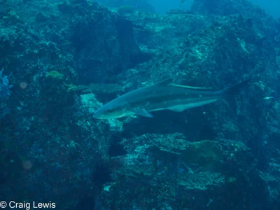 Rachycentron canadum - South Solitary Island, New South Wales, Australia