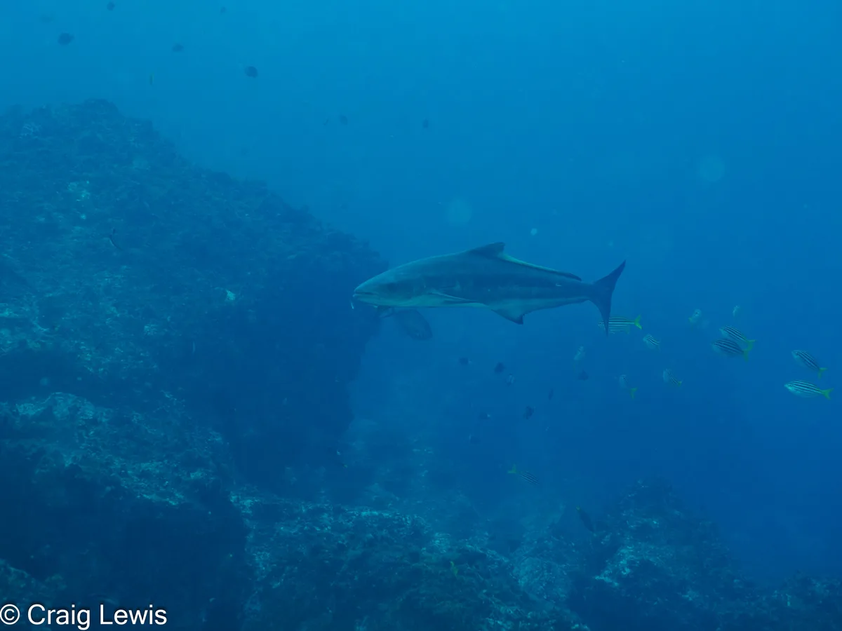 Rachycentron canadum - South Solitary Island, New South Wales, Australia