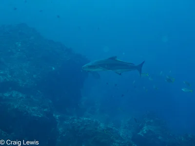 Rachycentron canadum - South Solitary Island, New South Wales, Australia