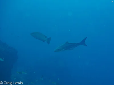Rachycentron canadum - South Solitary Island, New South Wales, Australia