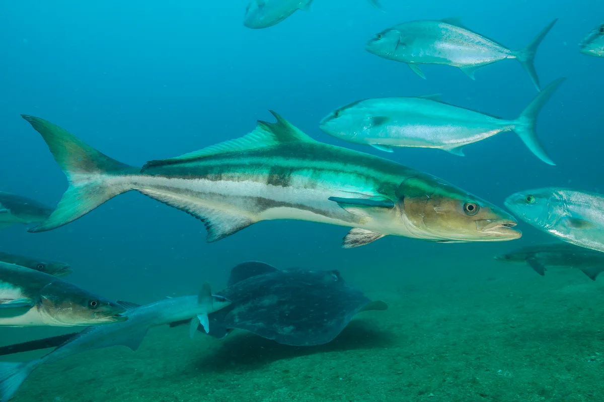 Rachycentron canadum - Offshore North Carolina