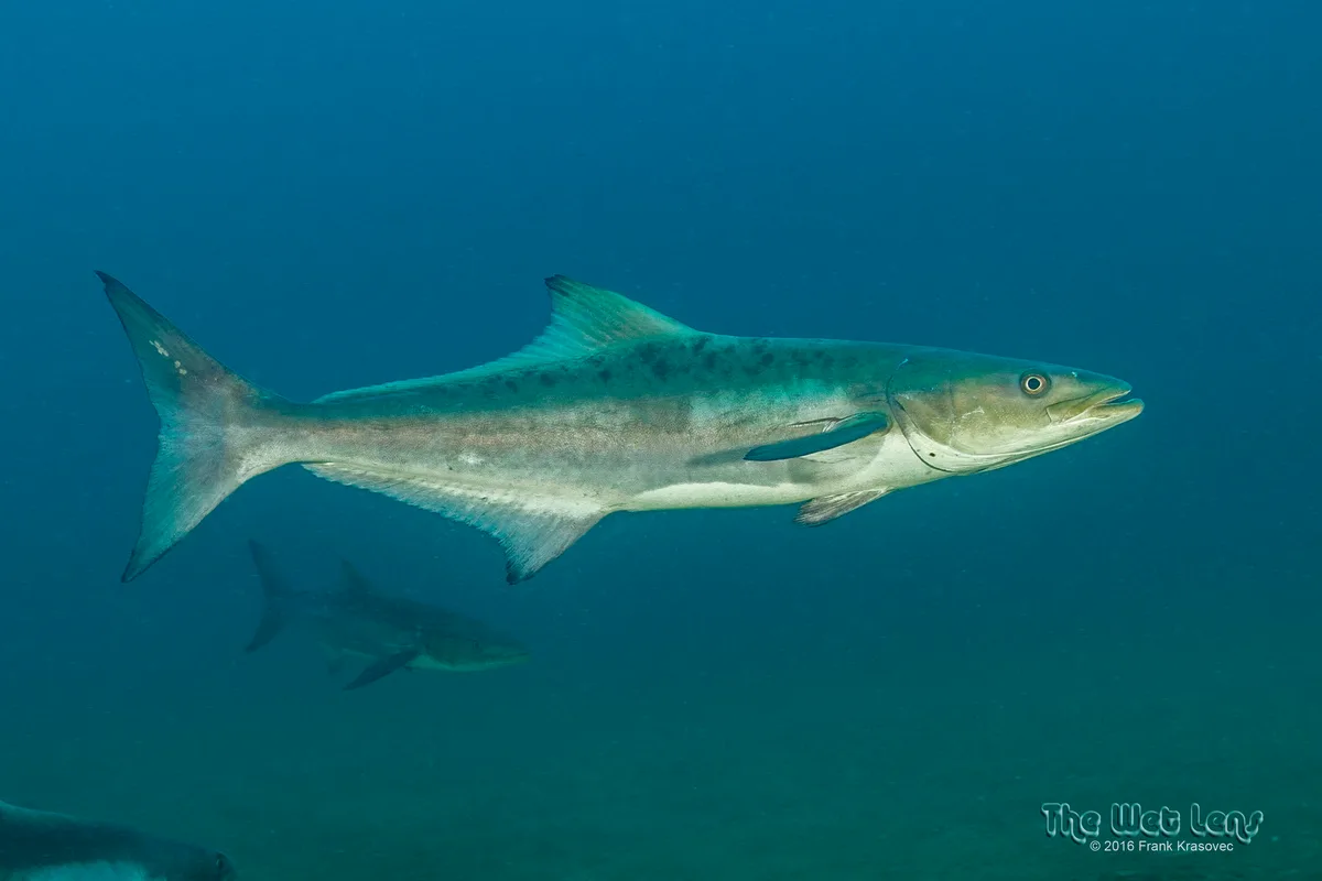 Rachycentron canadum - Offshore North Carolina