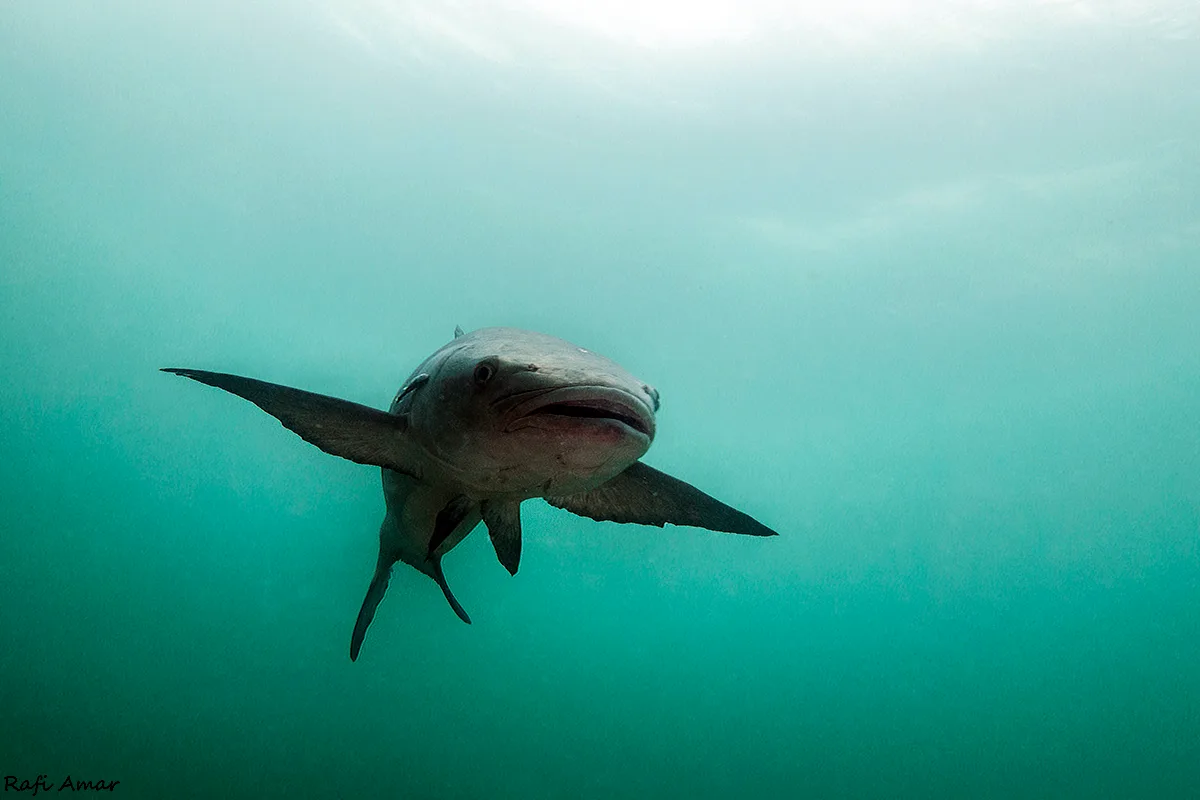 Cobia