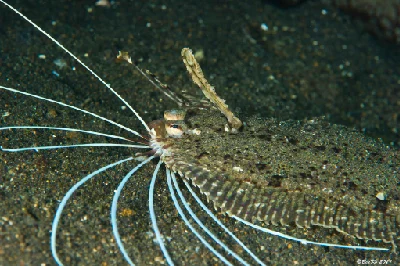 Cockatoo Flounder