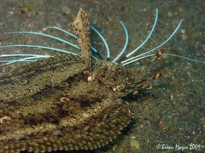 Cockatoo Flounder