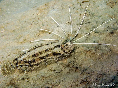 Cockatoo Flounder (Samaris cristatus)