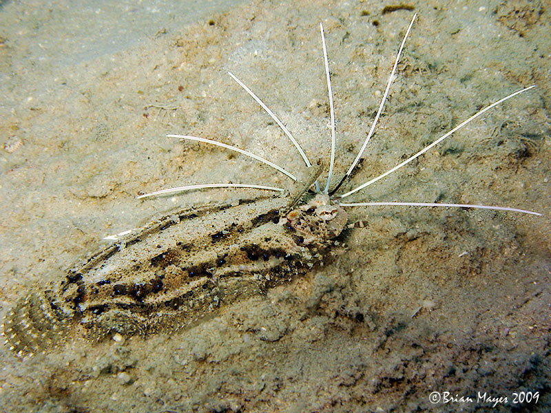 Cockatoo Flounder (Samaris cristatus)