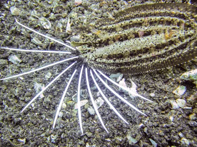 Samaris cristatus - Lembeh Strait, North Sulawesi, Indonesia