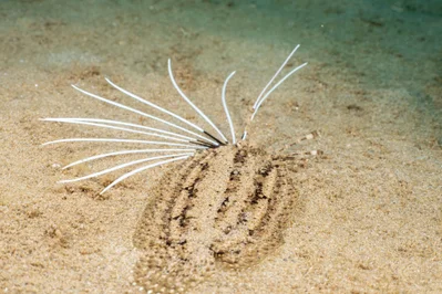 Samaris cristatus - White Beach, Sabang, Oriental Mindoro