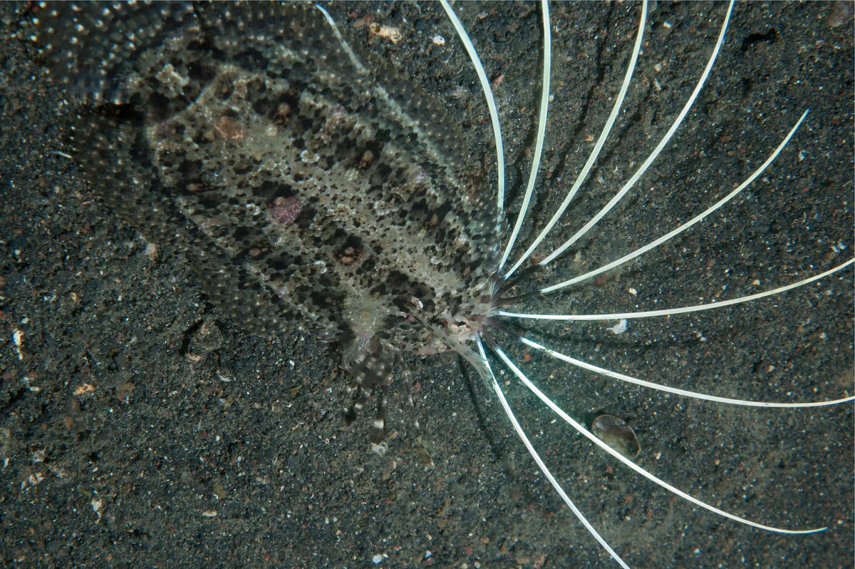 Samaris cristatus - Hairball, Lembeh Strait, Indonesia