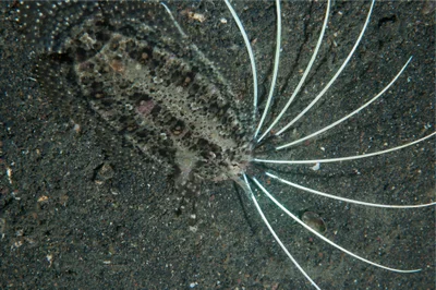 Samaris cristatus - Hairball, Lembeh Strait, Indonesia