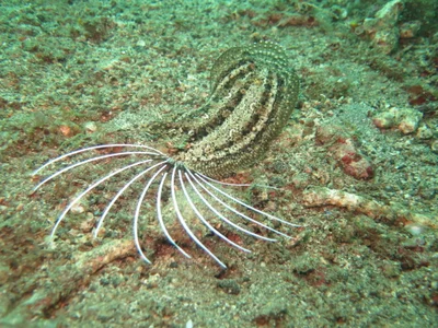 Samaris cristatus - Lembeh Strait, Indonesia