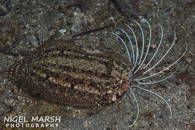 Samaris cristatus - Bitung, Bitung City, North Sulawesi, Indonesia