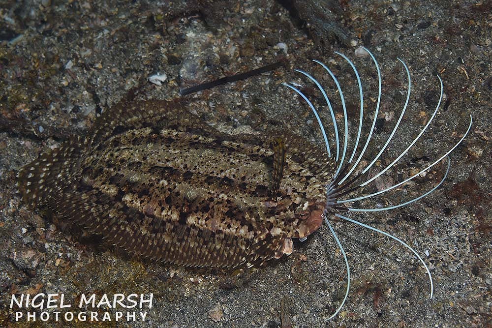 Samaris cristatus - Bitung, Bitung City, North Sulawesi, Indonesia