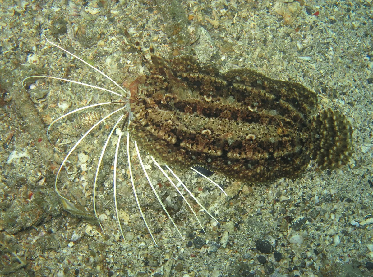 Samaris cristatus - Lembeh Strait, Indonésie