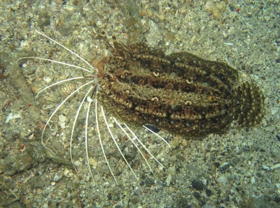 Samaris cristatus - Lembeh Strait, Indonésie