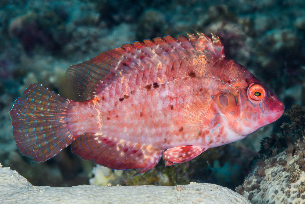 Thrush Sneaky Wrasse - Pteragogus turdus
