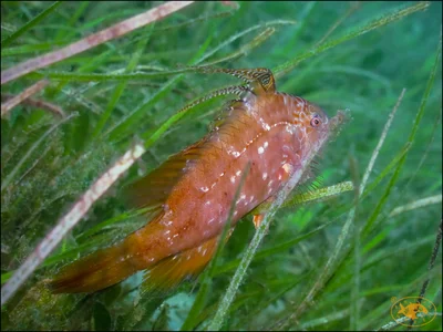 Pteragogus flagellifer - Nelson Bay, New South Wales, Australia