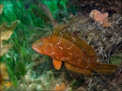 Pteragogus flagellifer - Nelson Bay, New South Wales, Australia