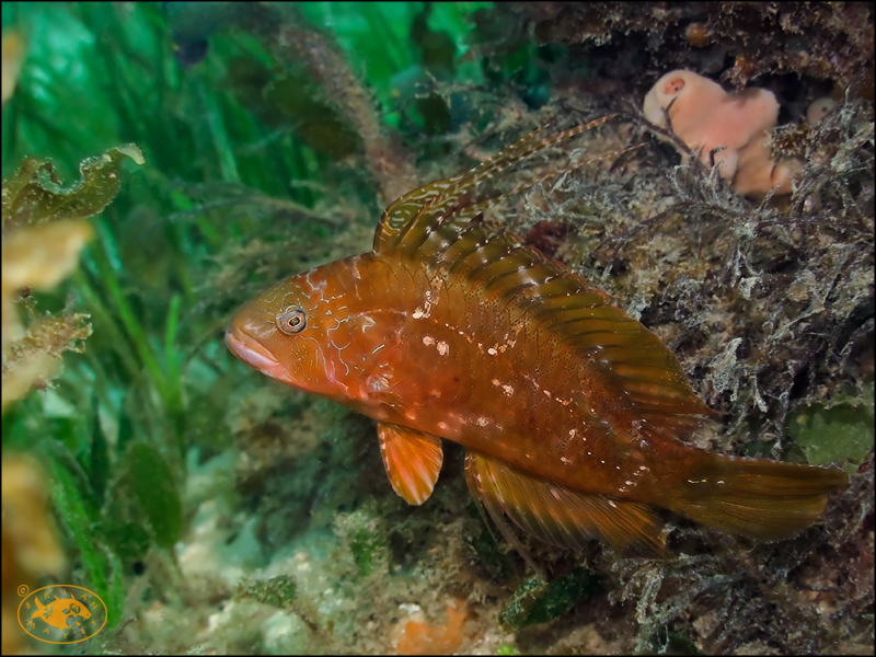 Pteragogus flagellifer - Nelson Bay, New South Wales, Australia