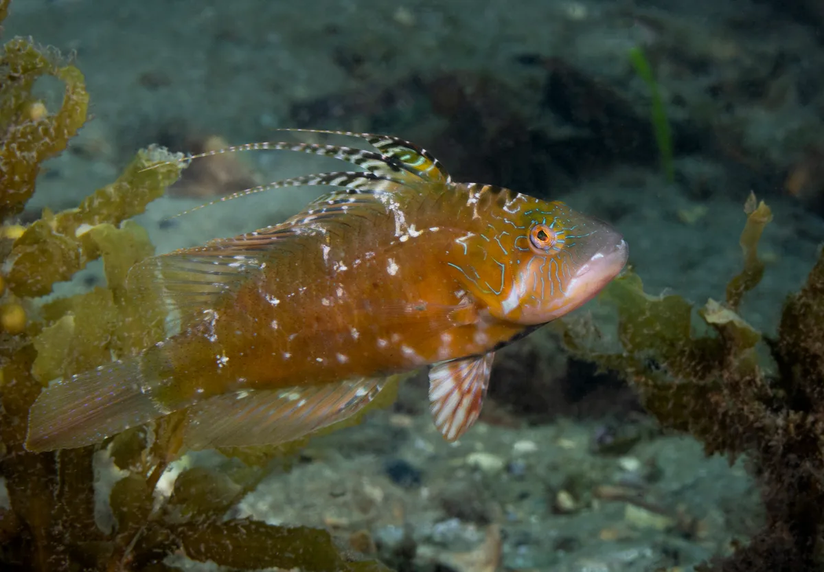 Pteragogus flagellifer - Swansea NSW 2281, Australia
