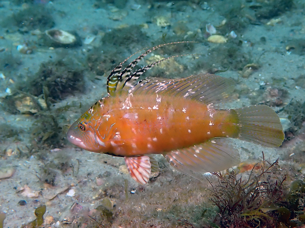 Pteragogus flagellifer - Newcastle NSW, Australia