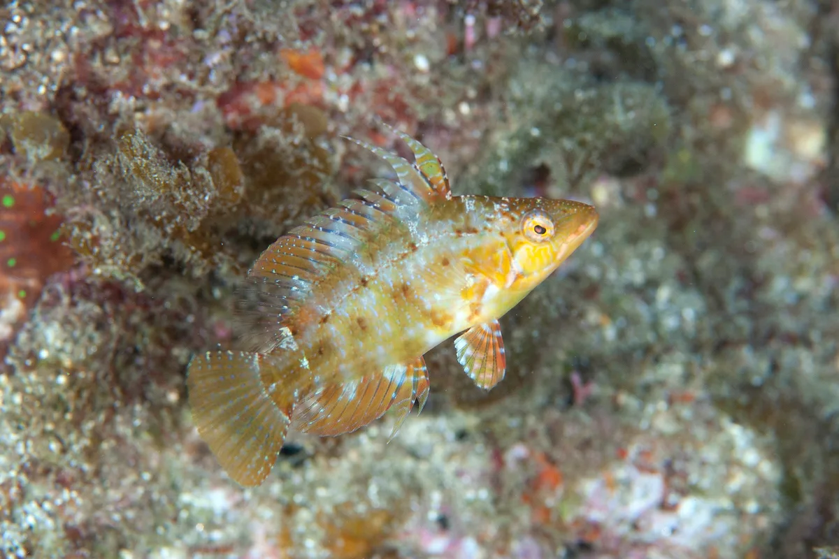 Pteragogus flagellifer - 鹿児島県熊毛郡屋久島町吉田 吉田