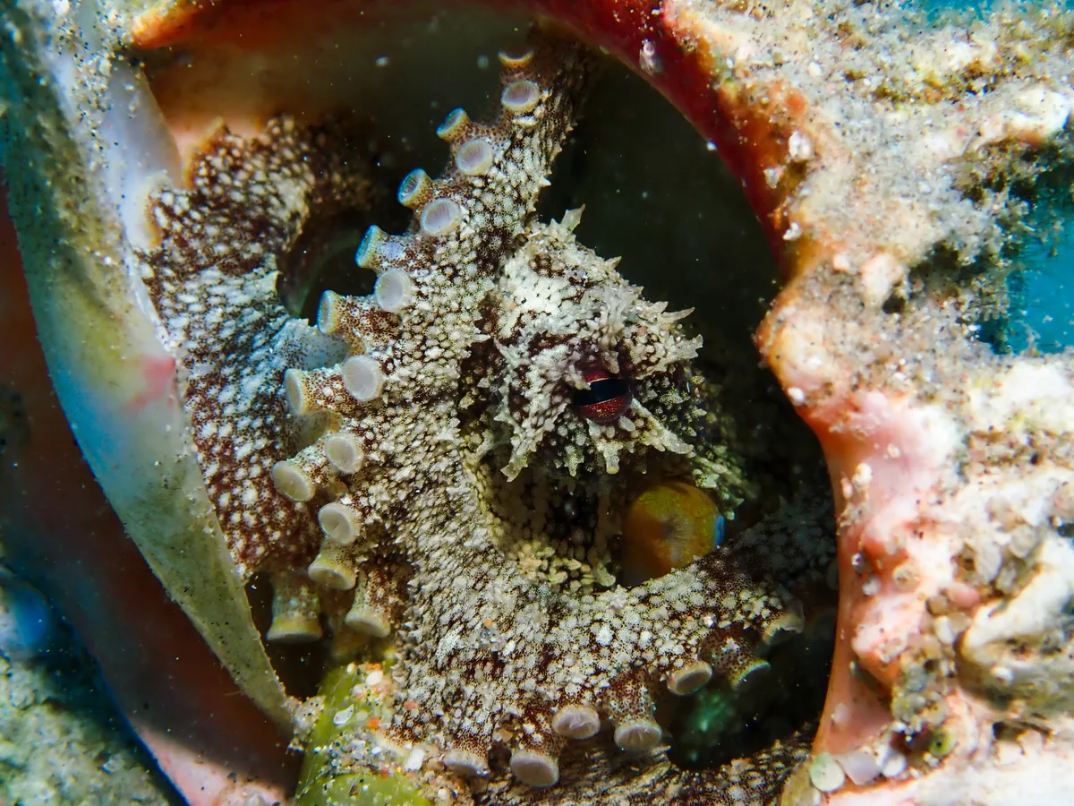 Coconut Octopus